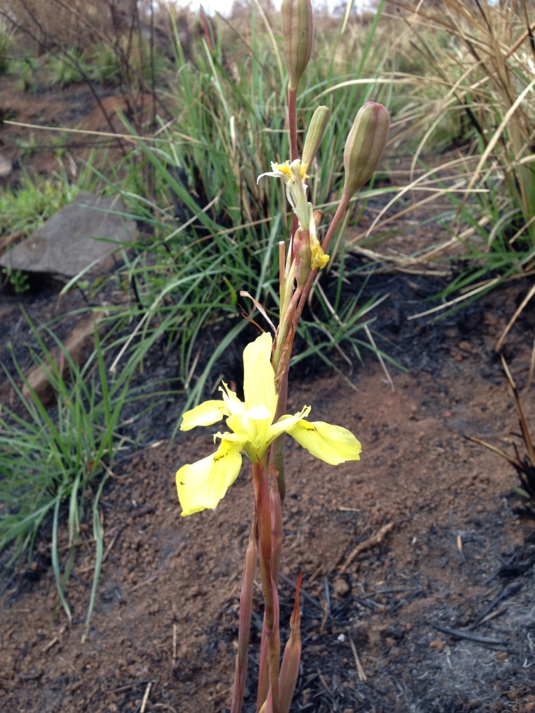 Moraea hirnalis